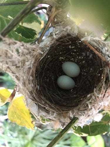 家裡鳥巢|野鳥庭前築巢 預示居家風水好兆頭 